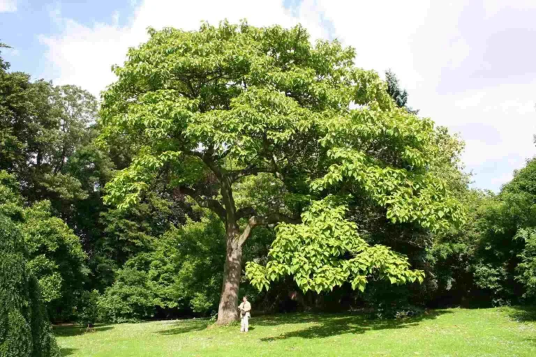 árbol de paulonia tormentosa.