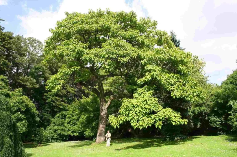 árbol de paulonia tormentosa.