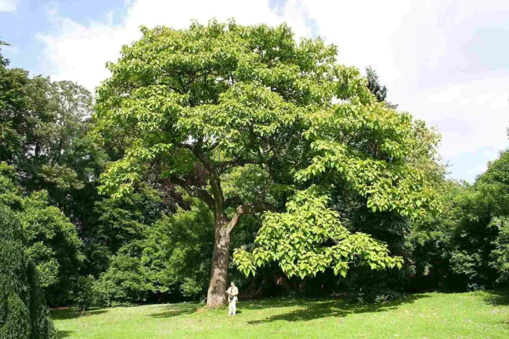 Árbol de Paulonia Tormentosa.