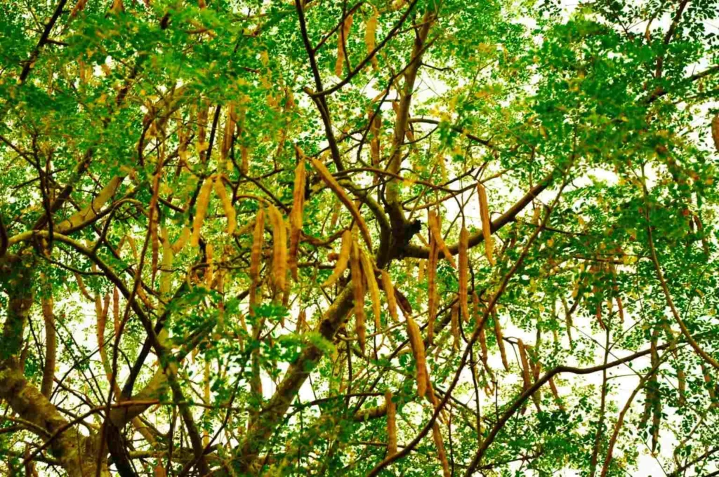 Árbol de la Moringa con las semillas en forma de vainas.