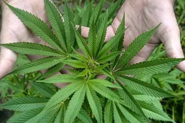 dos manos sosteniendo una planta de cáñamo