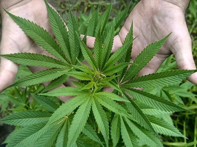 dos manos sosteniendo una planta de cáñamo