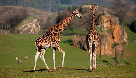 Dos jirafas en una reserva natural, Cabárceno, España