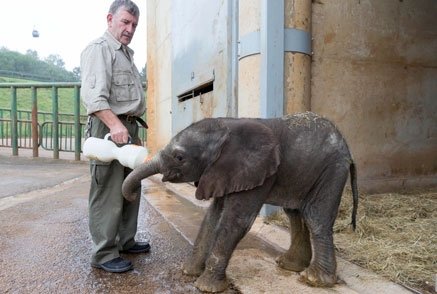 Cuidador dando biberón a bebé elefante.