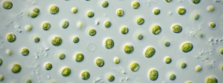 Microalgas Combustible: El Futuro de la Energía Renovable