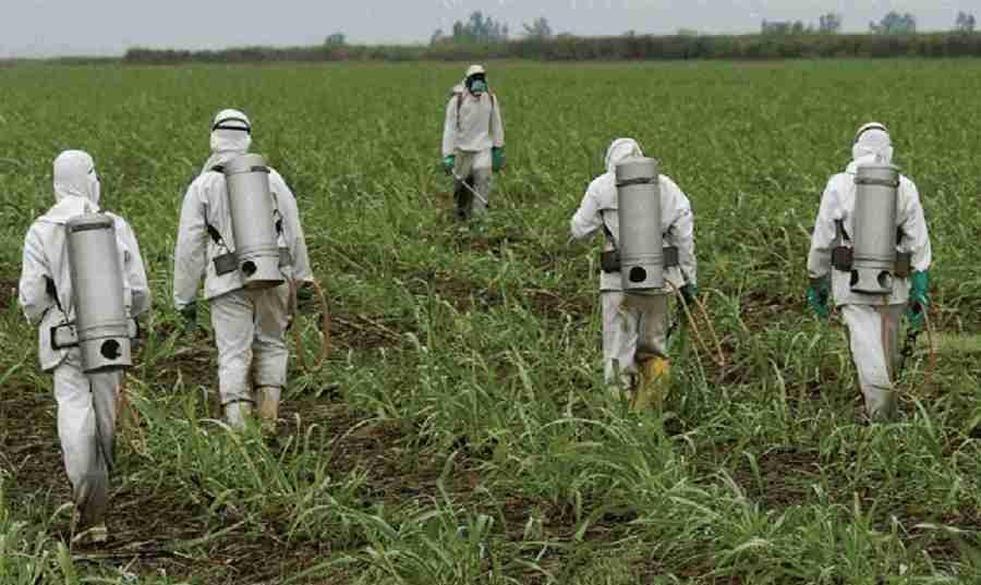 Cinco personas con trajes protectores blancos y mascarillas fumigando un campo cultivado.