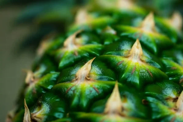 Primer plano de una hoja de piña verde vibrante con detalles intrincados en su superficie, destacando su potencial como materia prima para la creación de cuero vegano.