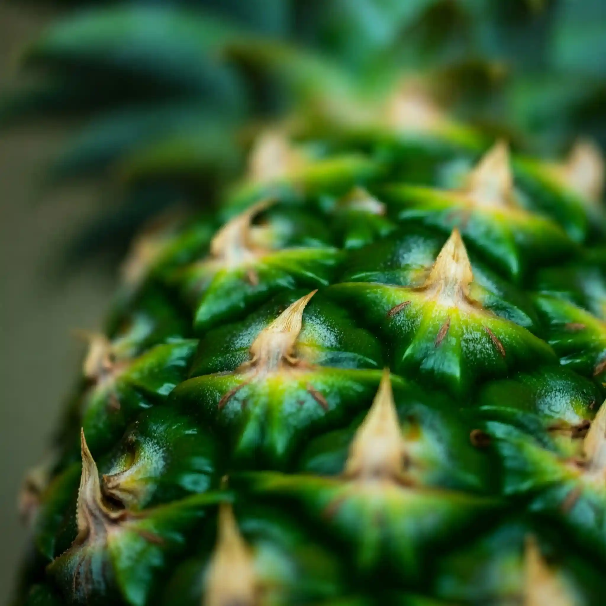 Primer plano de una hoja de piña verde vibrante con detalles intrincados en su superficie, destacando su potencial como materia prima para la creación de cuero vegano.