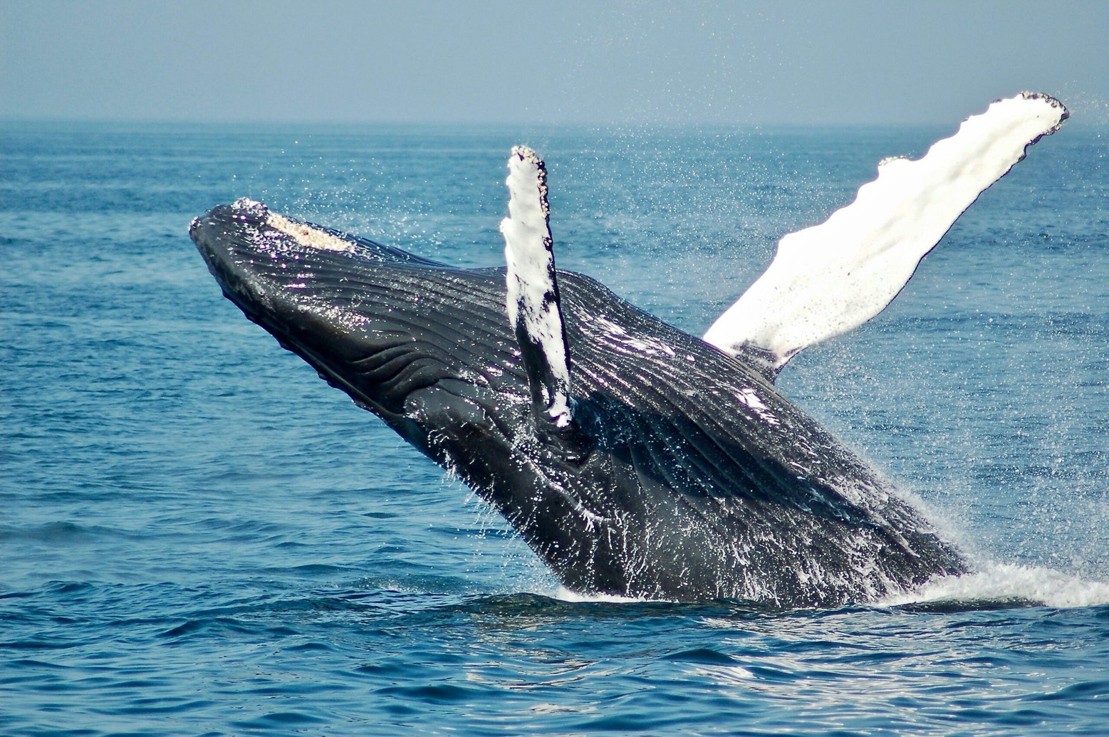 Adrián Simancas ballena: la historia del buzo tragado blue whale on sea