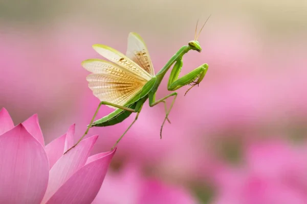 Loto Mantis flor de loto rosa, fondo desenfocado.